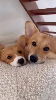 Limitless Trio
